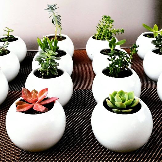 Recordatorios para empresas plantas suculentas cerámica pintada a mano Neea Flora